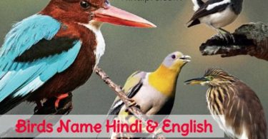 Birds Name In Hindi And English
