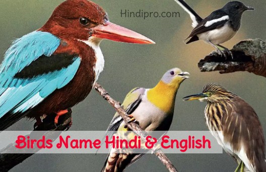Birds Name In Hindi And English