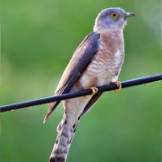 Hawk-Cuckoo bird