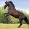 Horse (2)