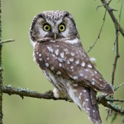 Owl bird