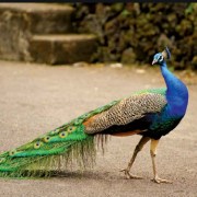 Peacock bird