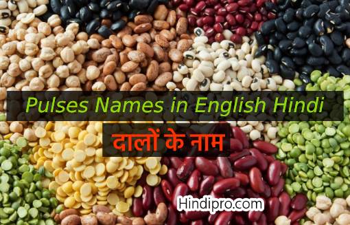 Pulses Names in English Hindi