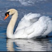 Swan bird