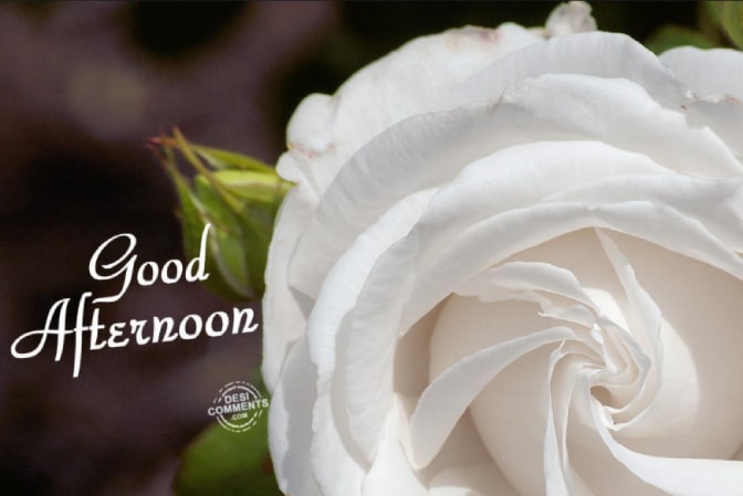 good afternoon rose image